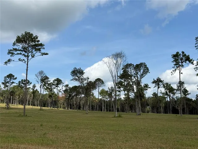 a big yard with palm trees