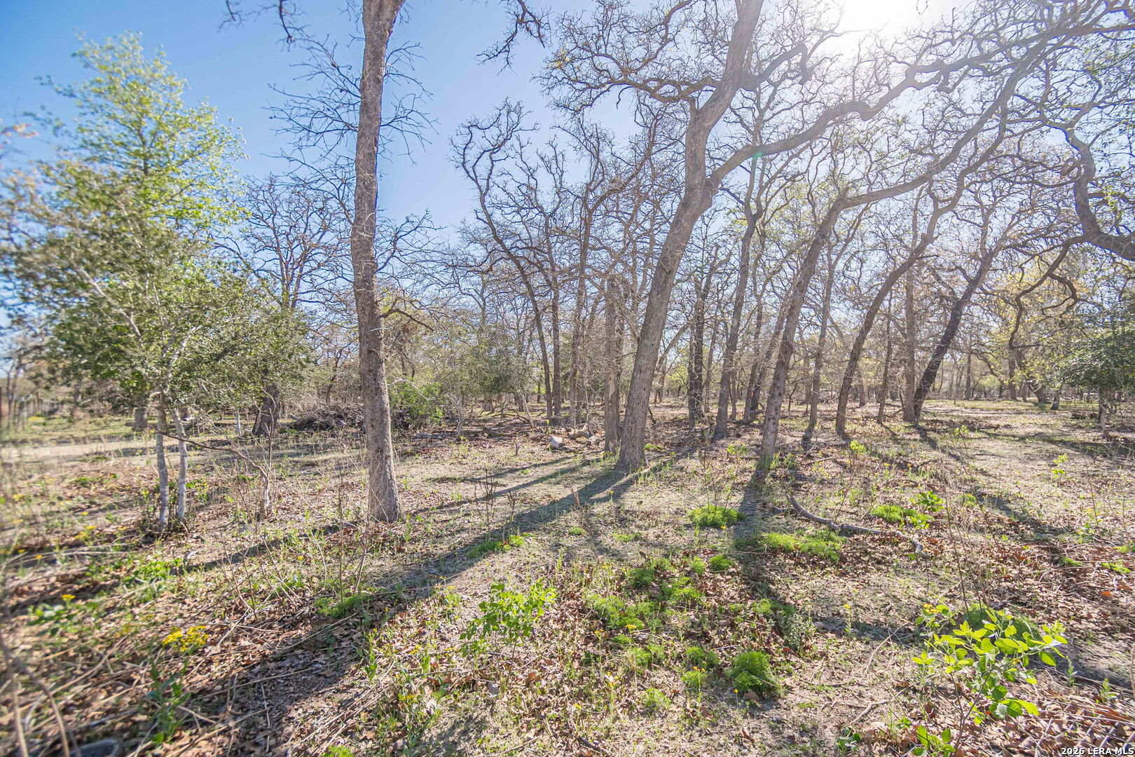 526 Turkey Tree Seguin, TX 78155 - Photo 14 of 24 a view of a yard with plants and trees