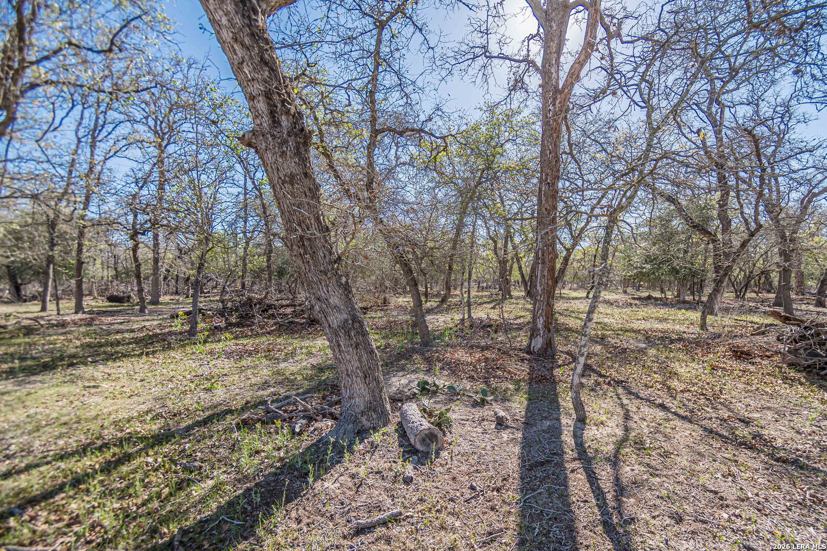 526 Turkey Tree Seguin, TX 78155 - Photo 15 of 24 a view of a yard with large trees