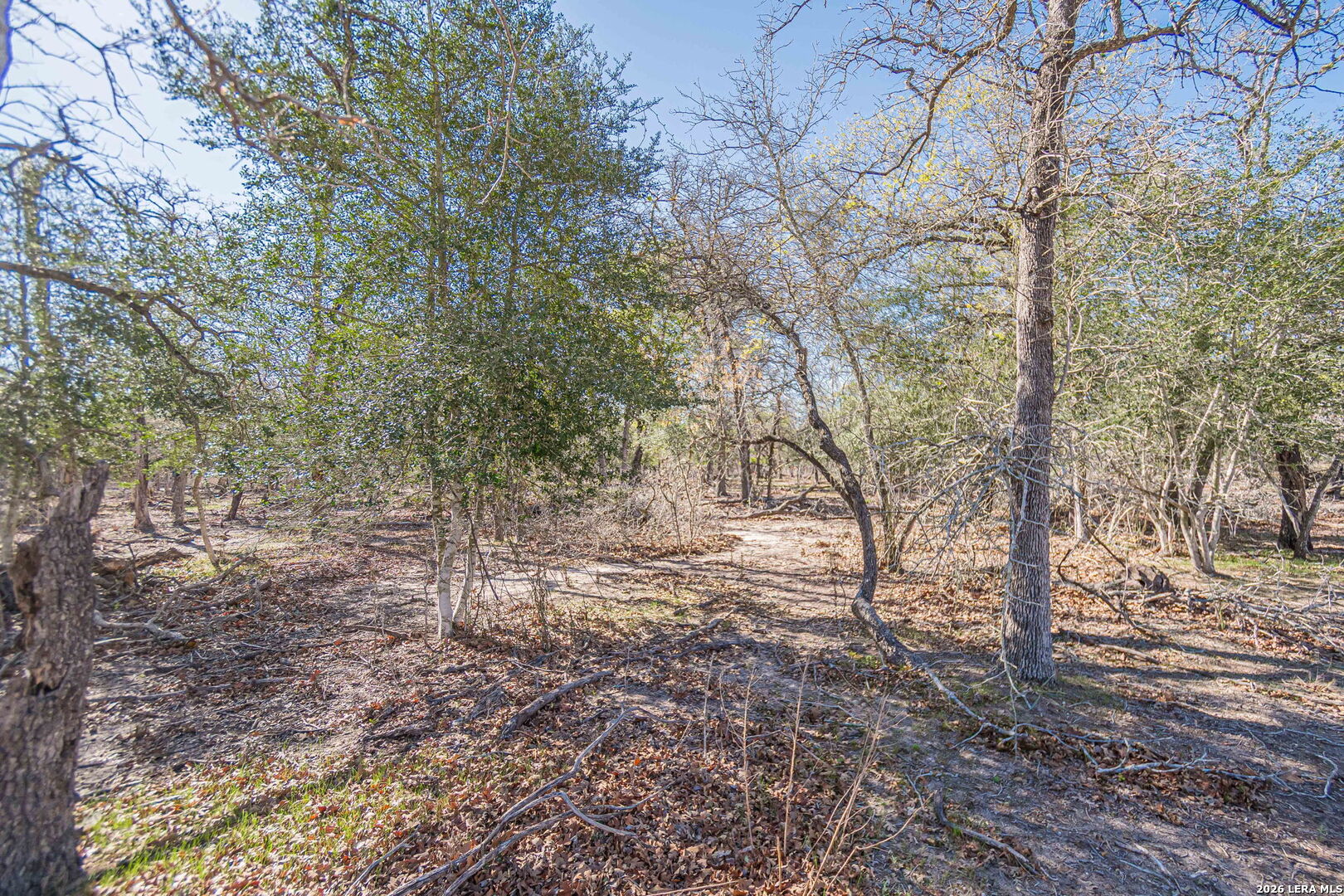 526 Turkey Tree Seguin, TX 78155 - Photo 17 of 24 a view of forest