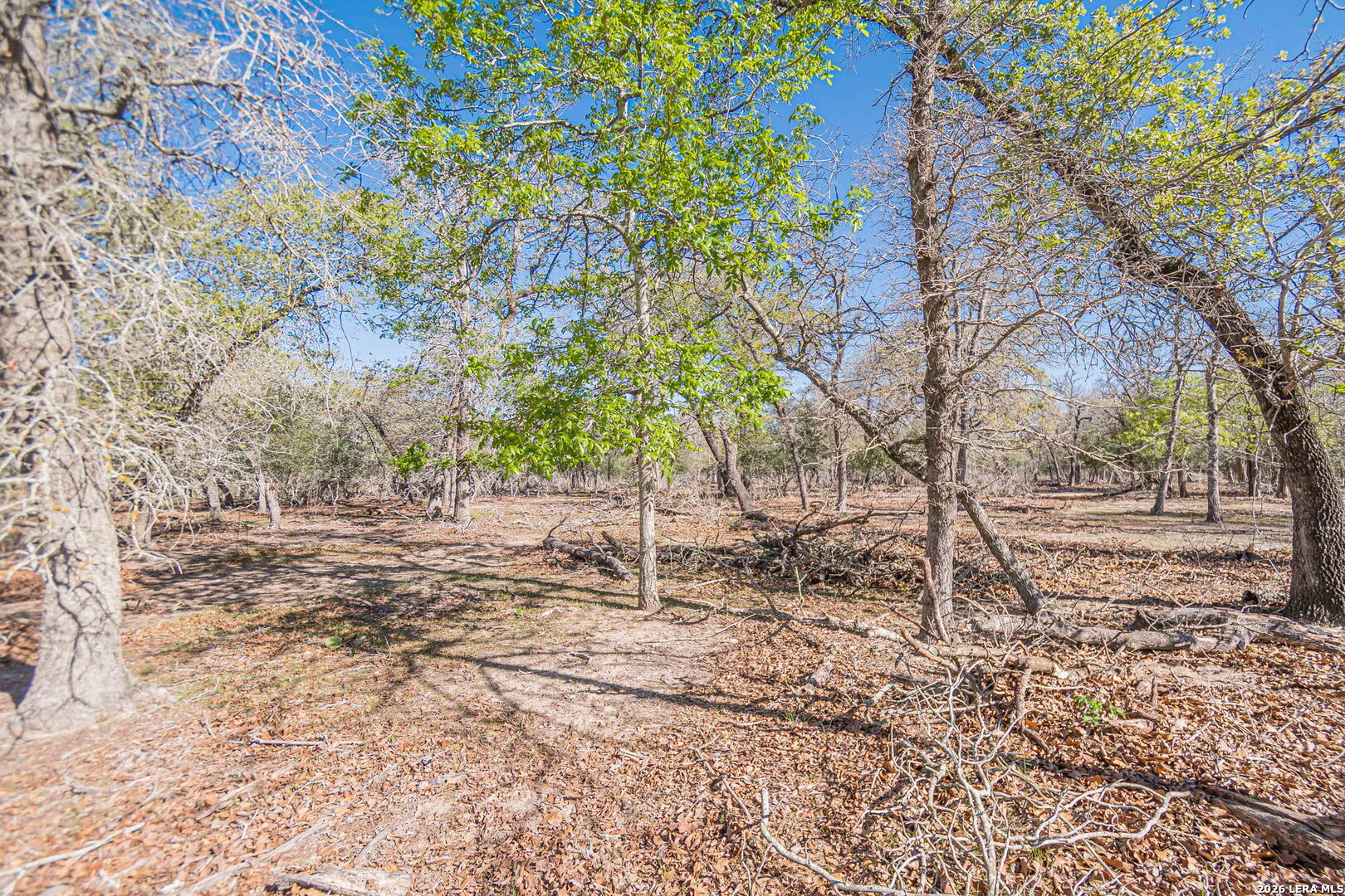 526 Turkey Tree Seguin, TX 78155 - Photo 18 of 24 a view of yard with trees