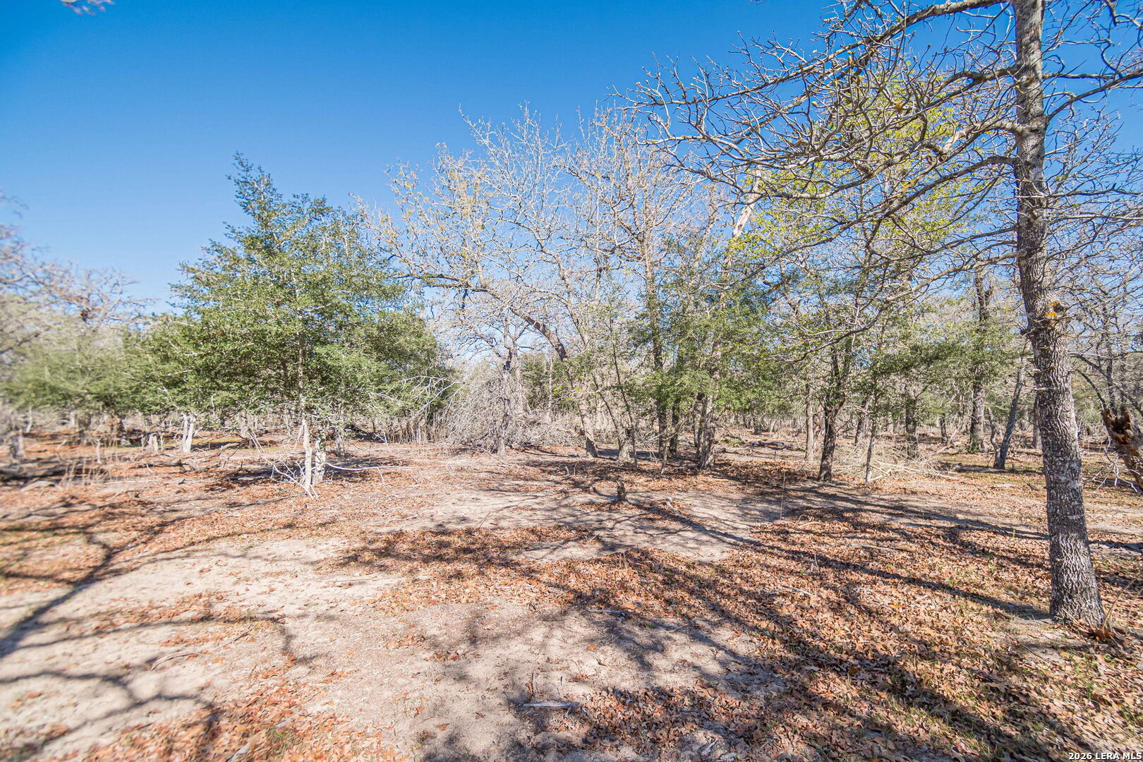 526 Turkey Tree Seguin, TX 78155 - Photo 20 of 24 a view of a yard with trees