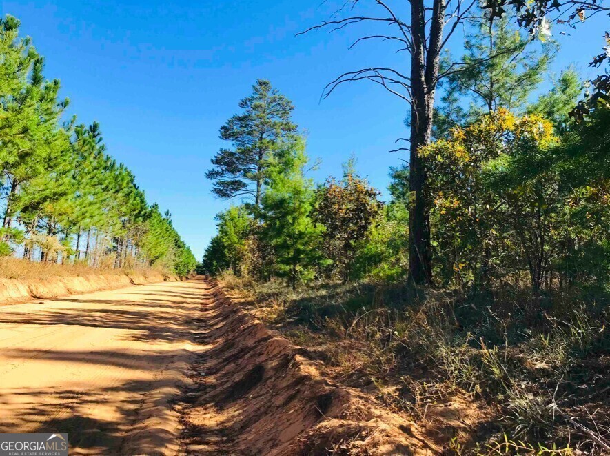 245 Dog Track Road Box Springs, GA 31801 - Photo 4 of 4