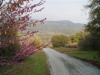 0 Whitaker Forest Road Badger, CA 93603 - Photo 1 of 13 Gallery Image 1