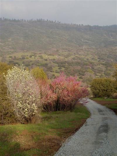 0 Whitaker Forest Road Badger, CA 93603 - Photo 3 of 13 Gallery Image 3