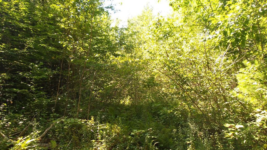 Tbd Stone Road West Newfield, ME 04095 - Photo 23 of 27 Photo