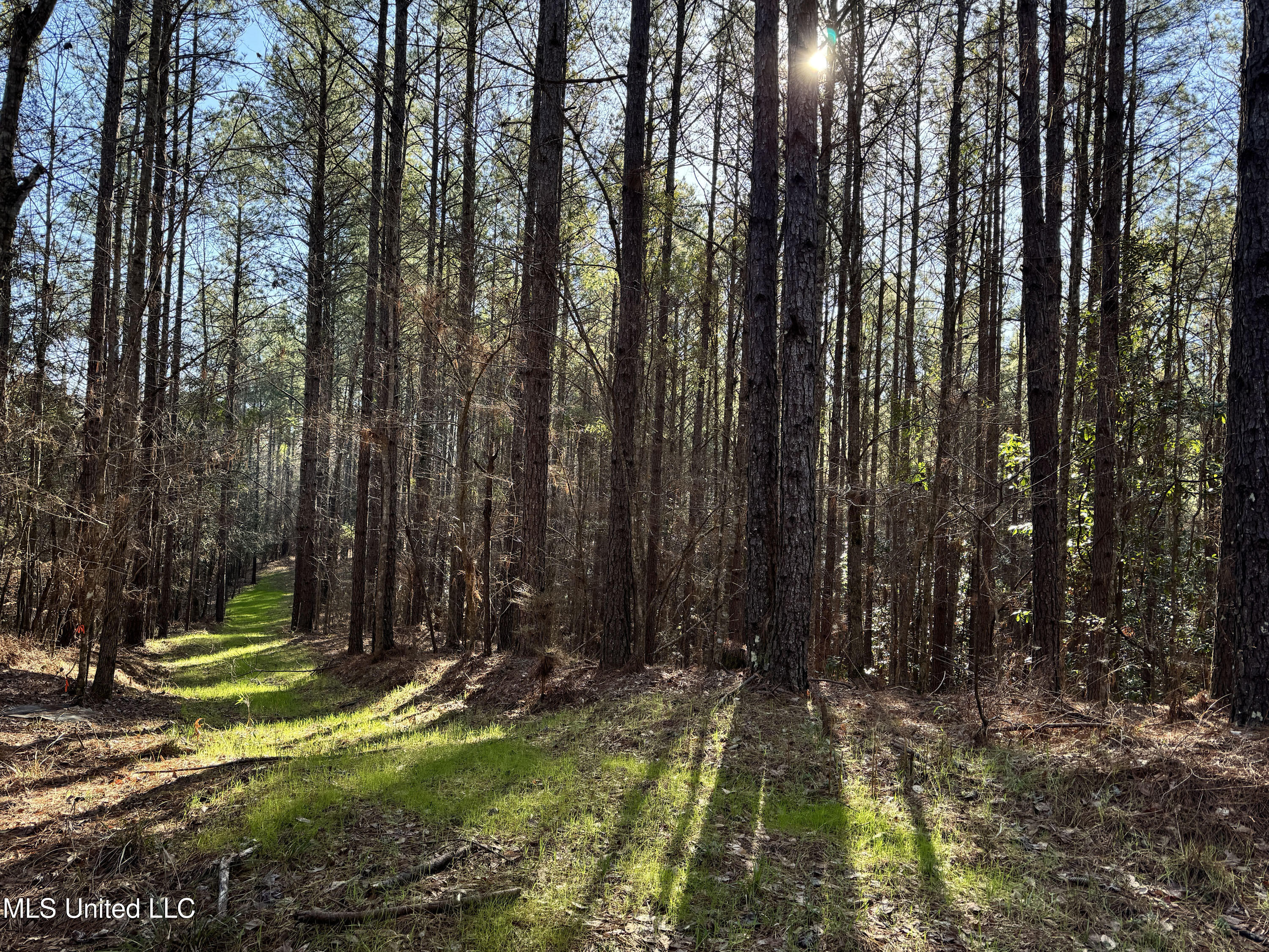 Hickory Ridge Road Hermanville, MS 39086 - Photo 27 of 43 Franklin Post Property-41