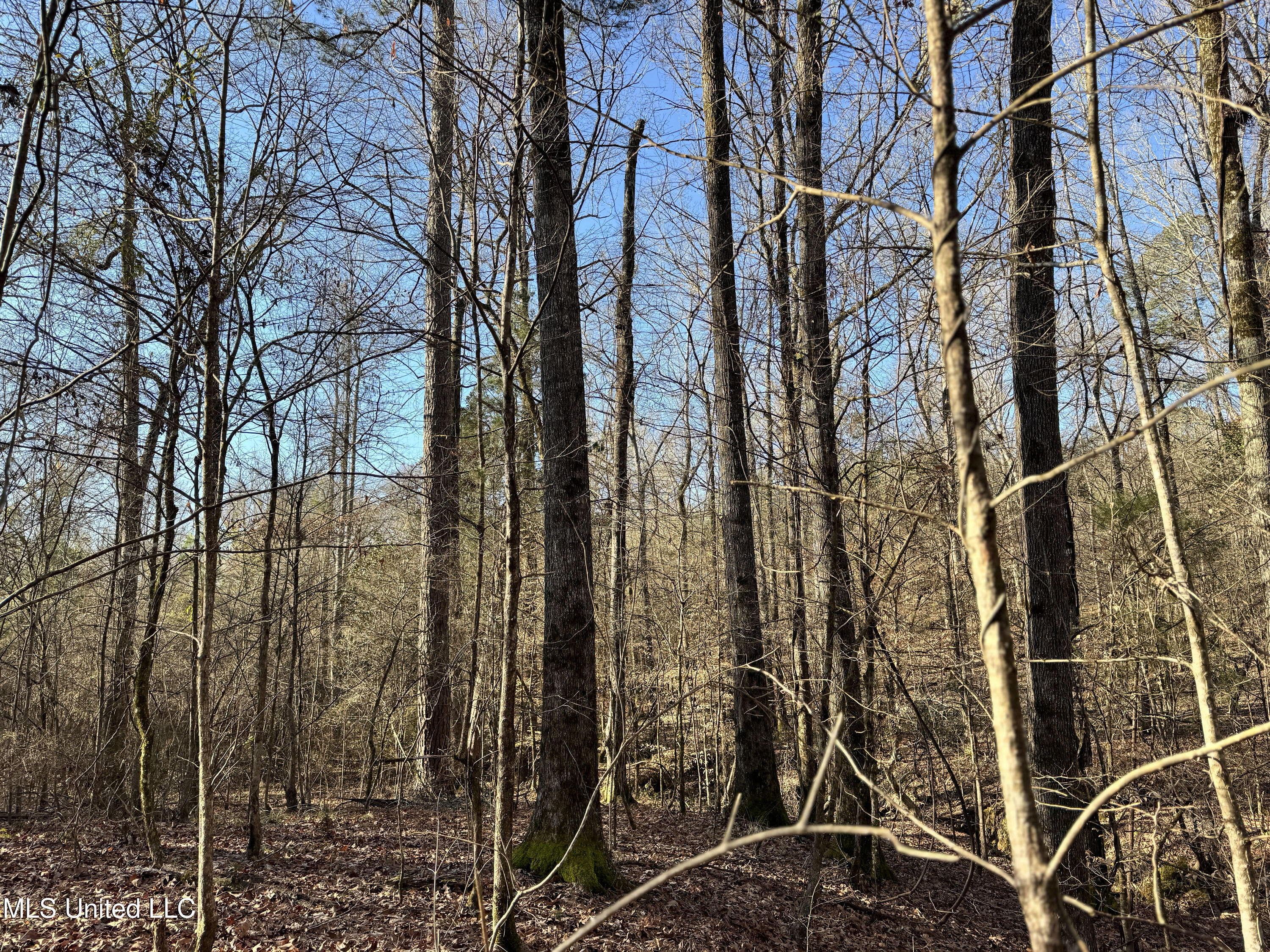 Hickory Ridge Road Hermanville, MS 39086 - Photo 42 of 43 Franklin Post Property-51