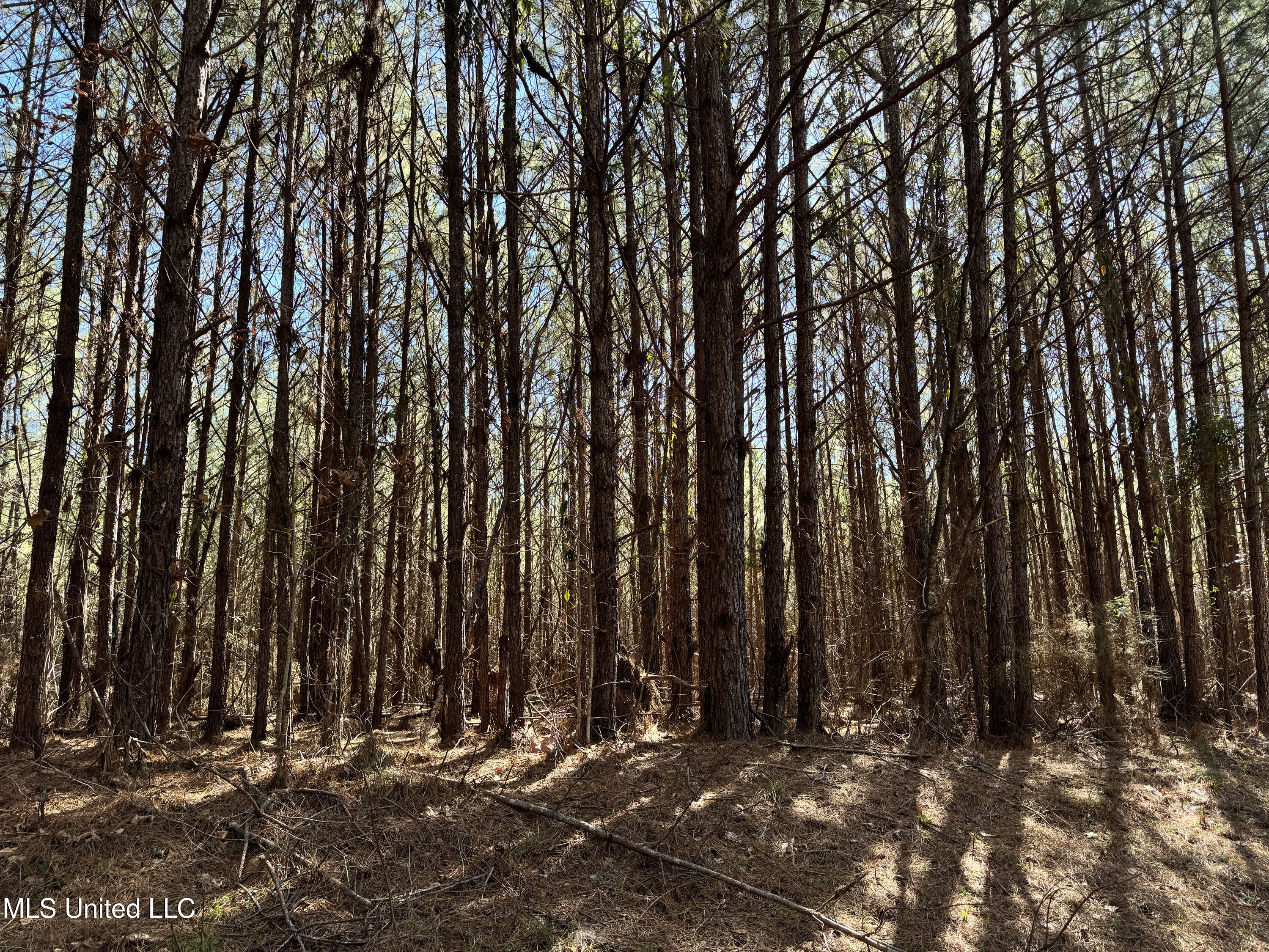 Hickory Ridge Road Hermanville, MS 39086 - Photo 5 of 43 Franklin Post Property-4