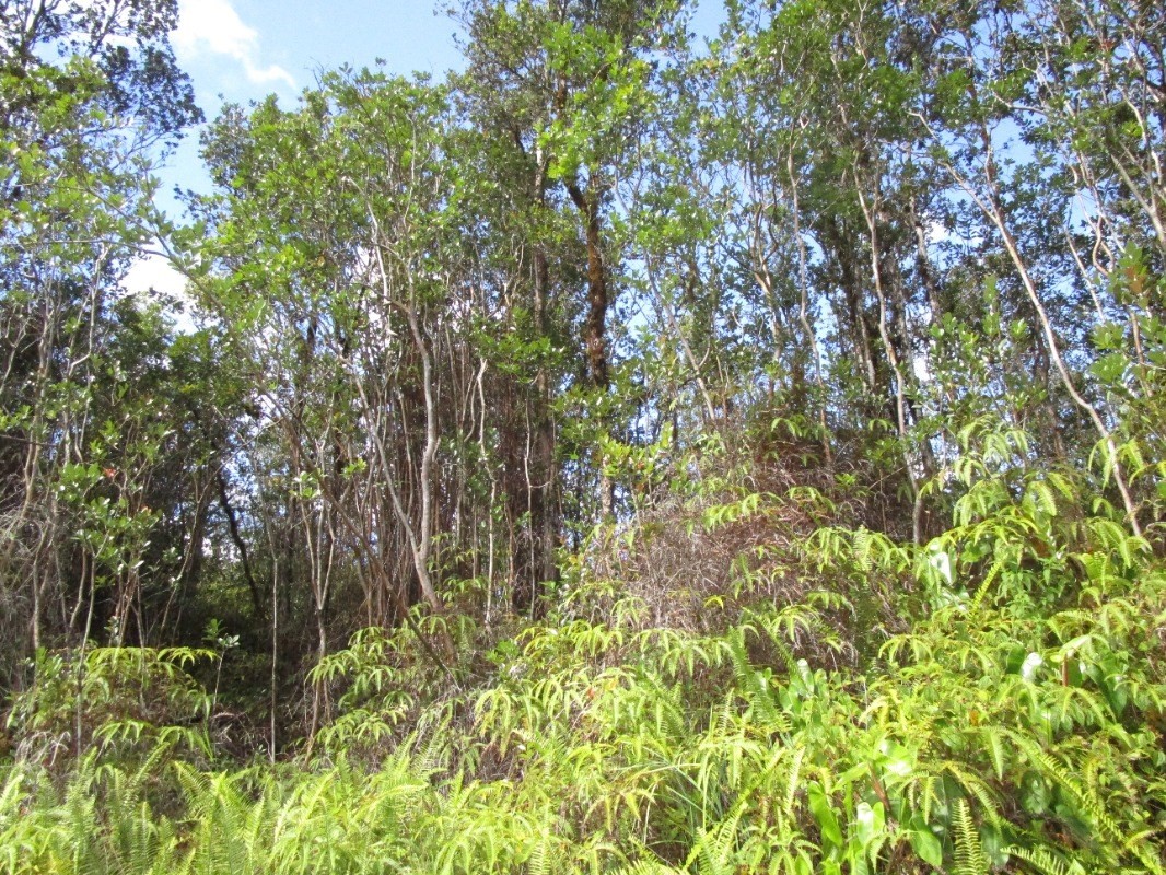 3238 Hopue Road Mountain View, HI 96771 - Photo 2 of 3 Gallery Image 2