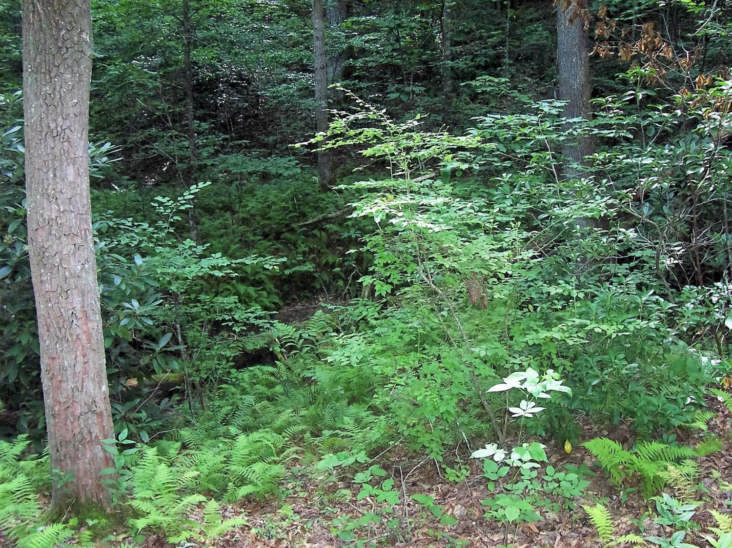 4236 Beech Timber Road Beattyville, KY 41311 - Photo 66 of 76 Photo 66