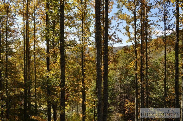 346-348 Grady Winkler Road Boone, NC 28607 - Photo 15 of 32 a view of forest