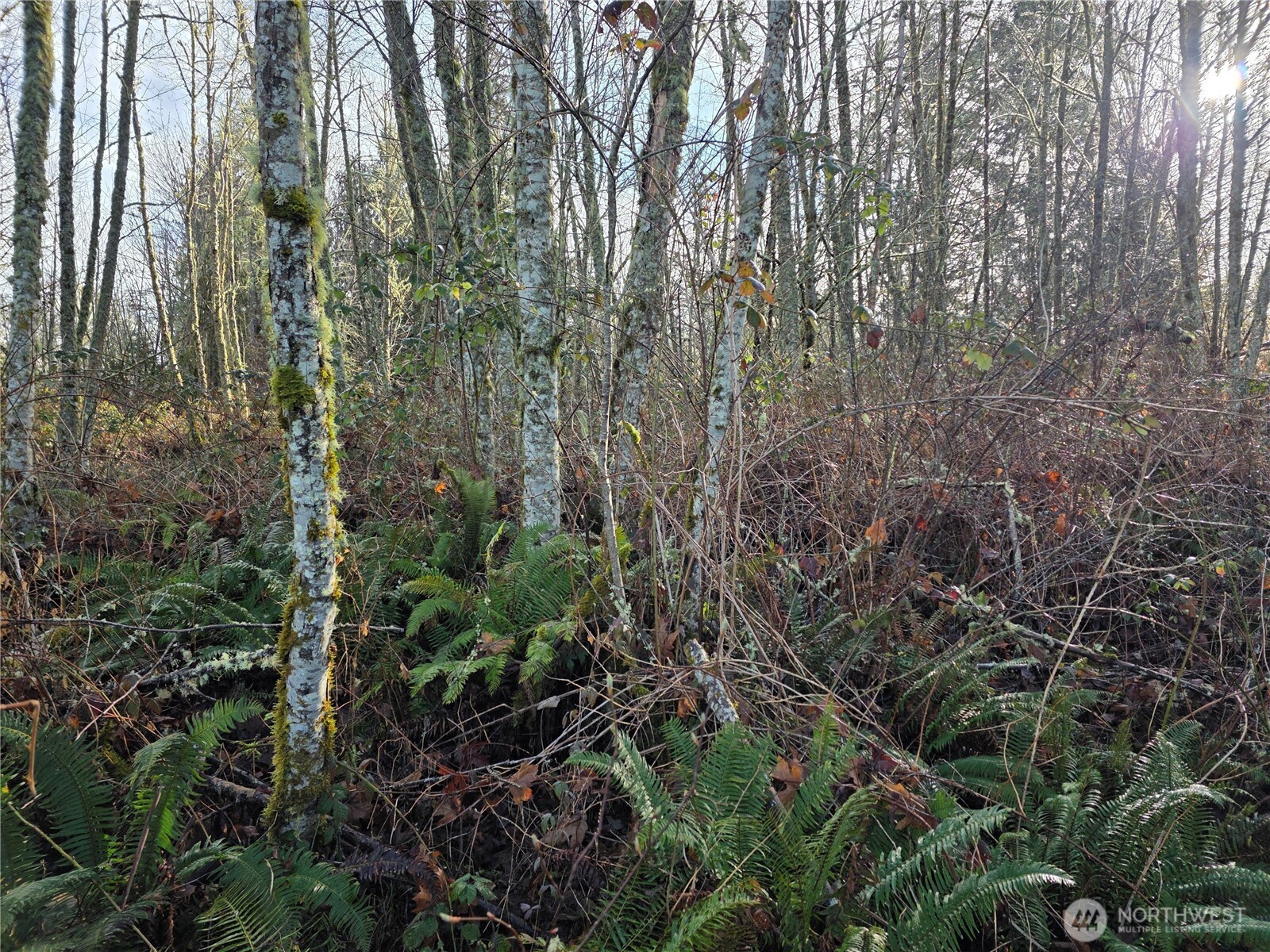 33722 Thomas Road East Eatonville, WA 98328 - Photo 8 of 24