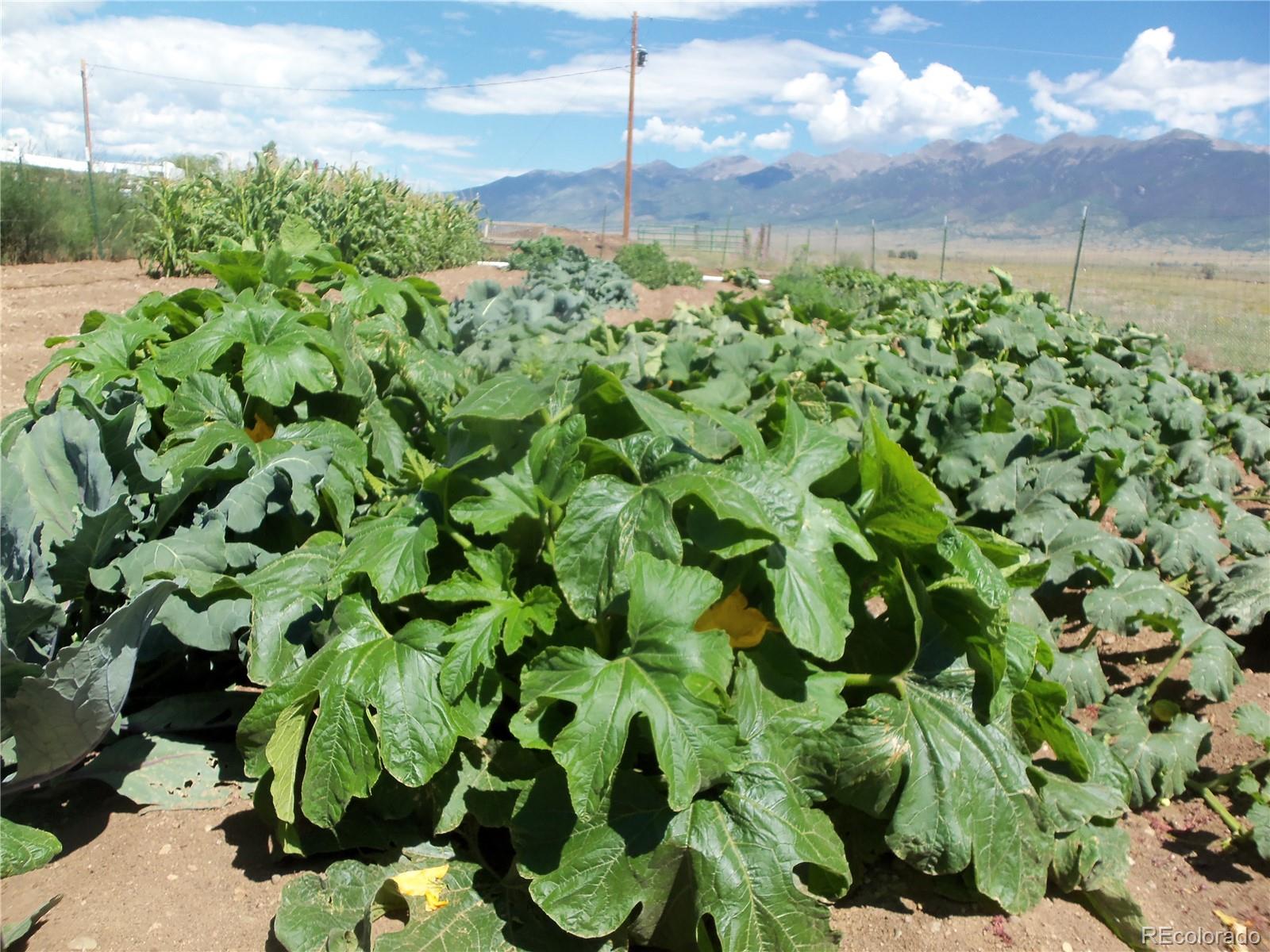 59501 County Rd GG Moffat, CO 81143 - Photo 19 of 25 a view of a bunch of flowers
