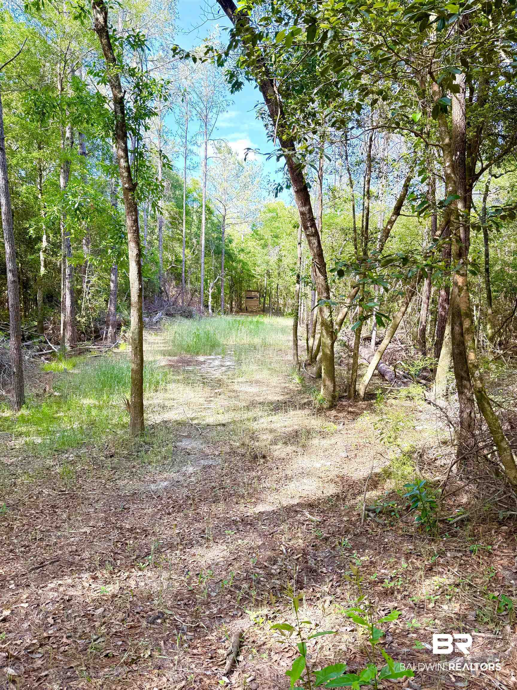 1 Mason Ferry Road Citronelle, AL 36522 - Photo 20 of 40 Wooded property featuring a cleared central path and mature trees