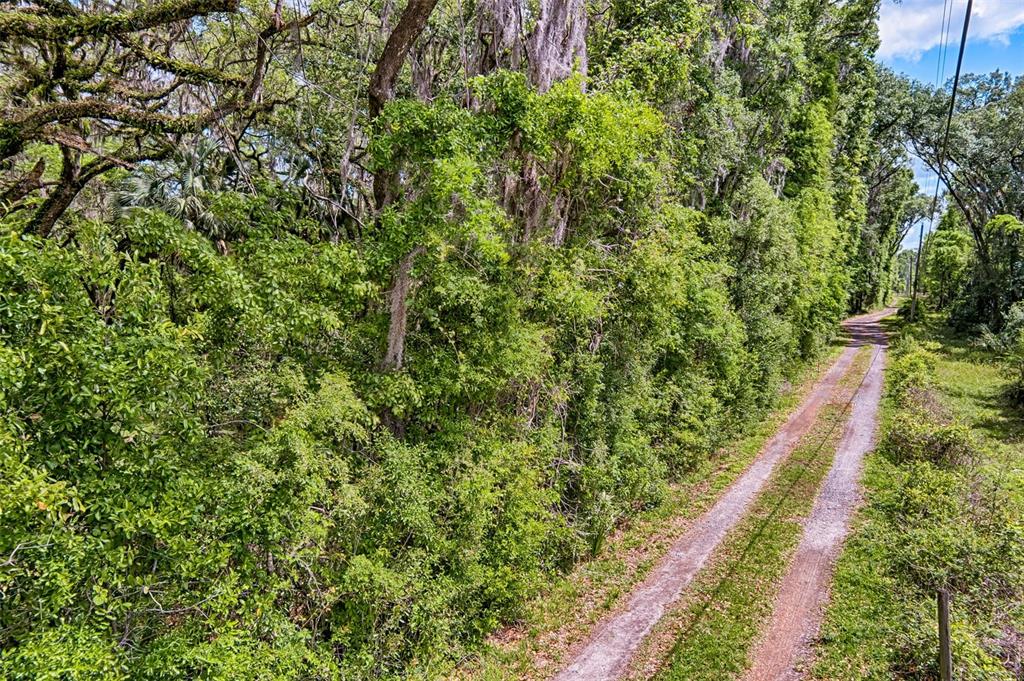 0 Southwest 157th Avenue Archer, FL 32618 - Photo 2 of 16 a view of a yard with plants