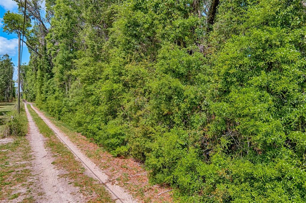 0 Southwest 157th Avenue Archer, FL 32618 - Photo 3 of 16 a view of a large yard with plants and large trees
