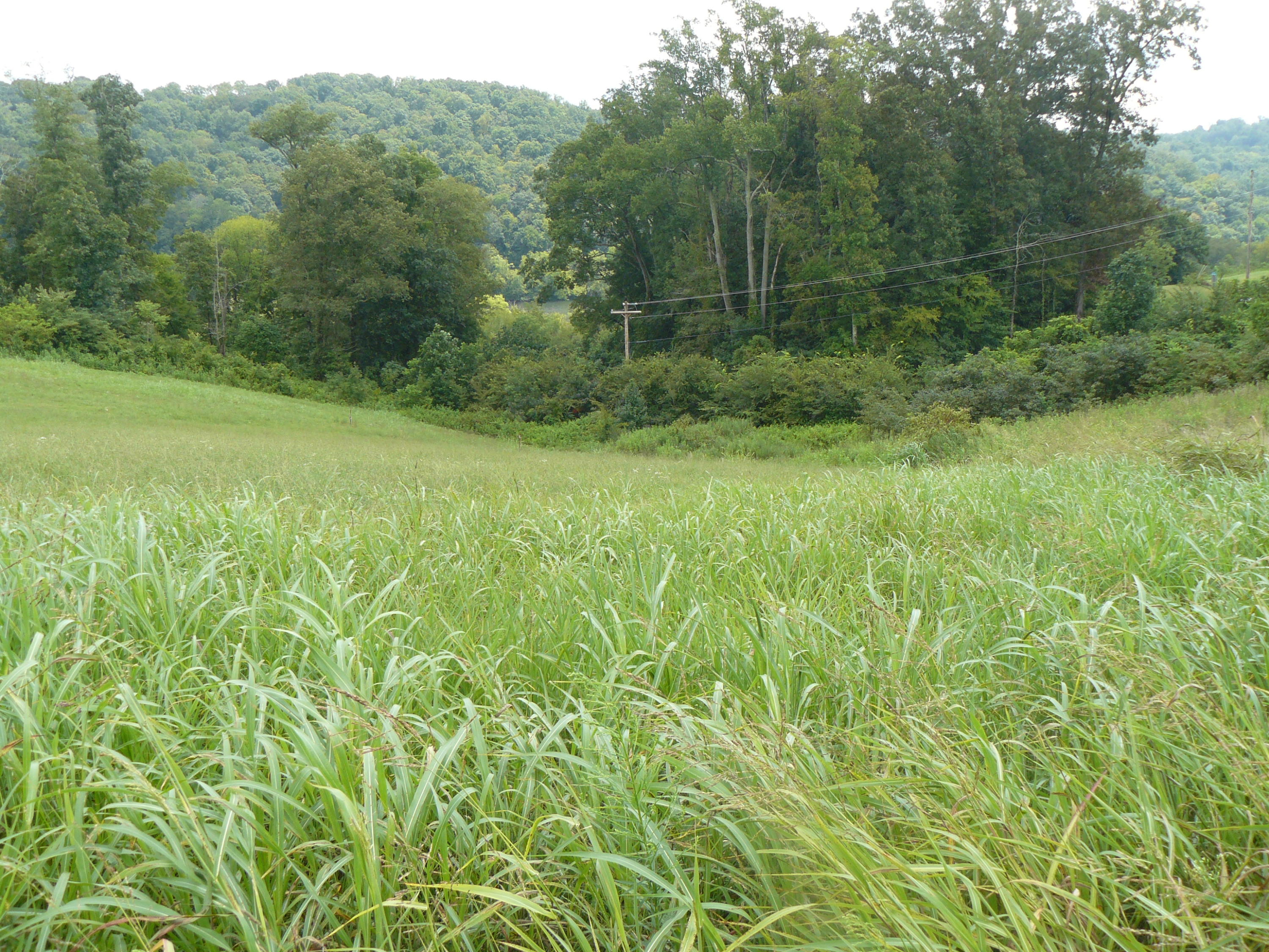 Lot 14 Lookout Drive Rutledge, TN 37861 - Photo 1 of 1 P1360987