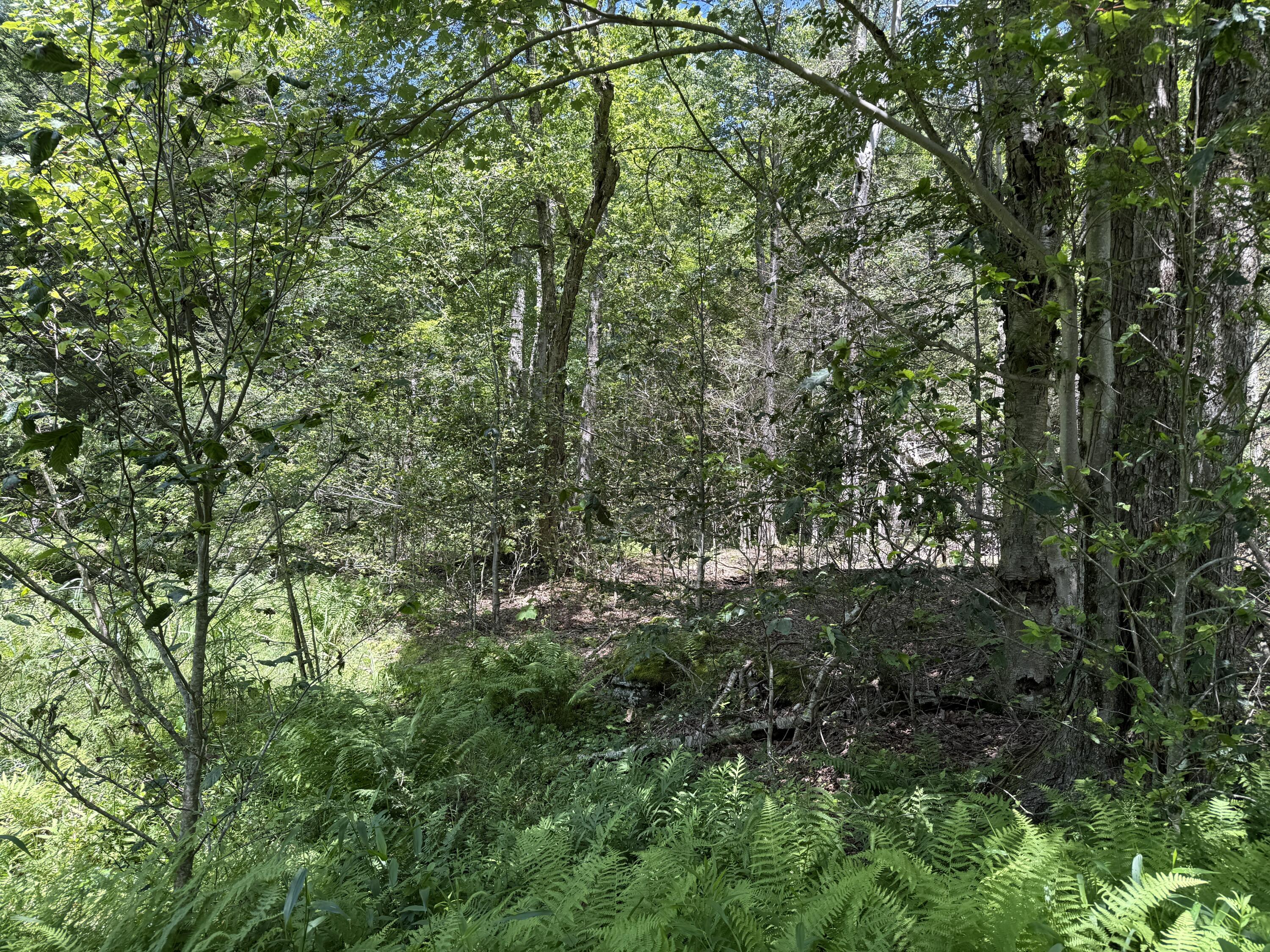12 Pine Way Newfoundland, PA 18445 - Photo 3 of 6 a view of a lush green forest