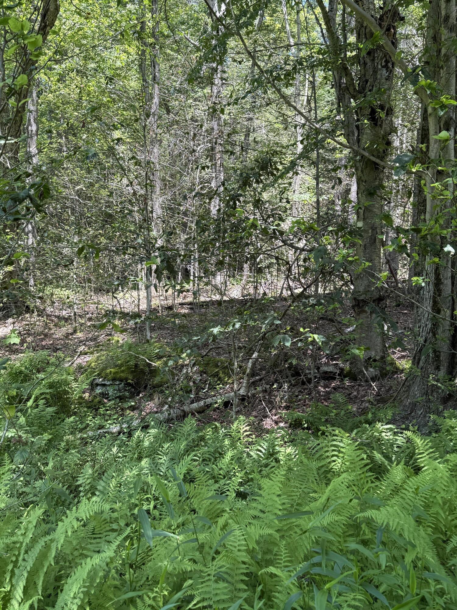 12 Pine Way Newfoundland, PA 18445 - Photo 6 of 6 a view of outdoor space and trees