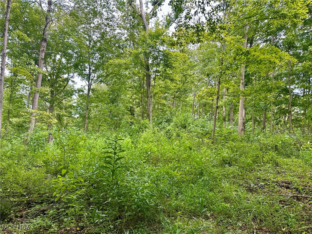 325 North Fork Road New Matamoras, OH 45767 - Photo 23 of 50 View of tree filled area