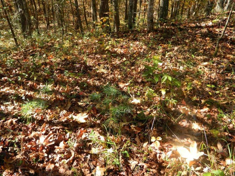 1 Shoemaker Ridge Zoe, KY 41397 - Photo 20 of 33 Photo 20