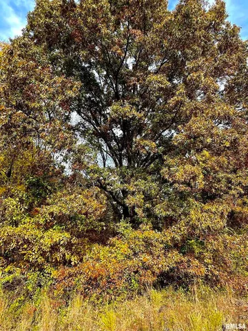 a view of an ocean from a yard