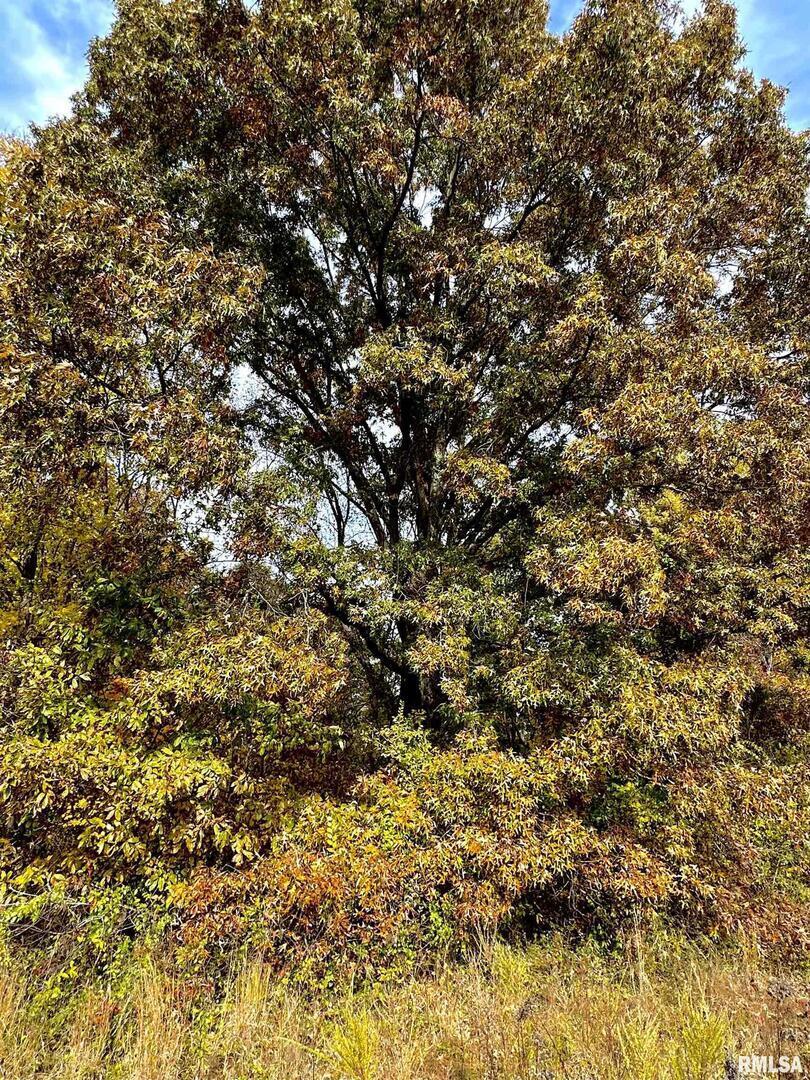 1143 North County Line Road Cobden, IL 62920 - Photo 10 of 31 a view of a tree