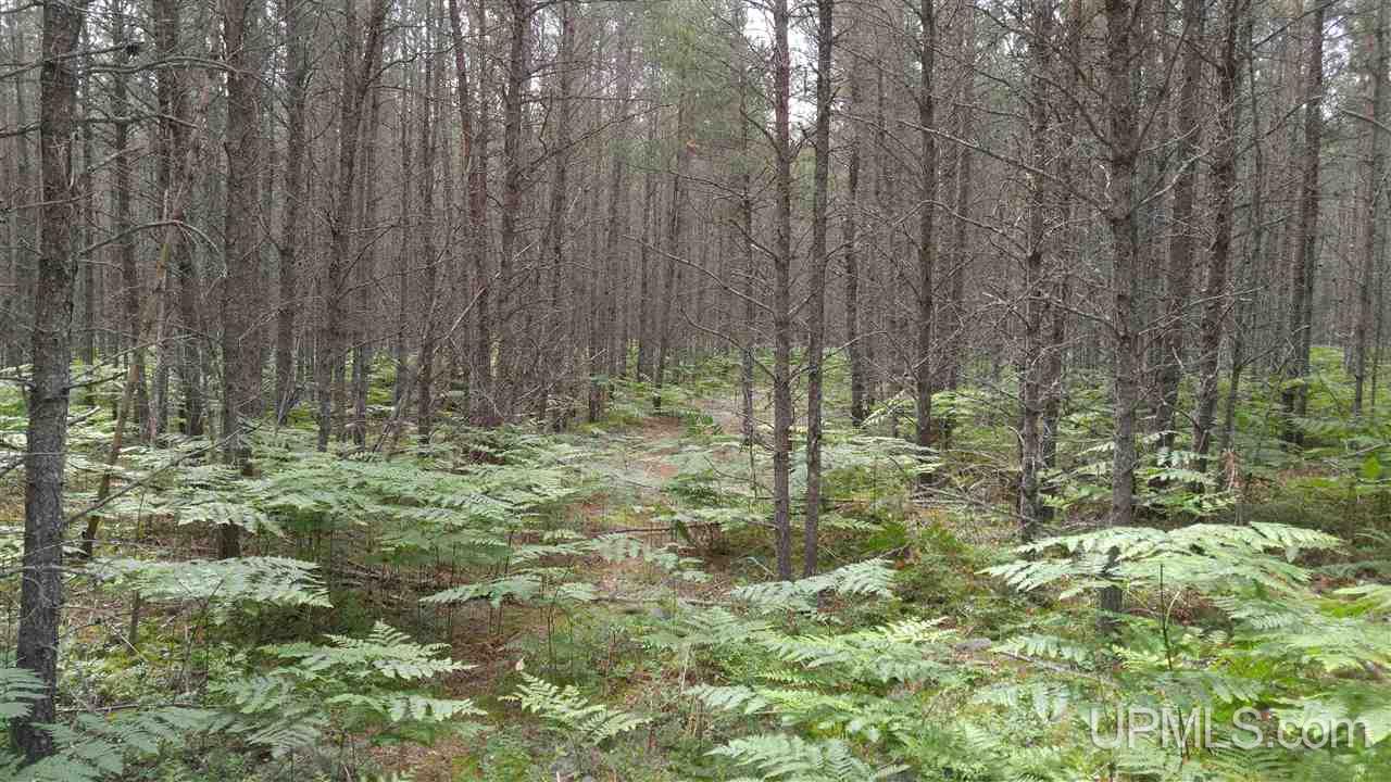 13.44-acres Stutts Road Manistique, MI 49854 - Photo 13 of 19