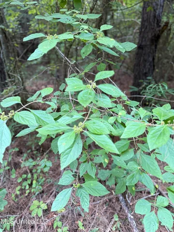 $224,900 | 3028 Attala Road 4110, Sallis, MS 39160