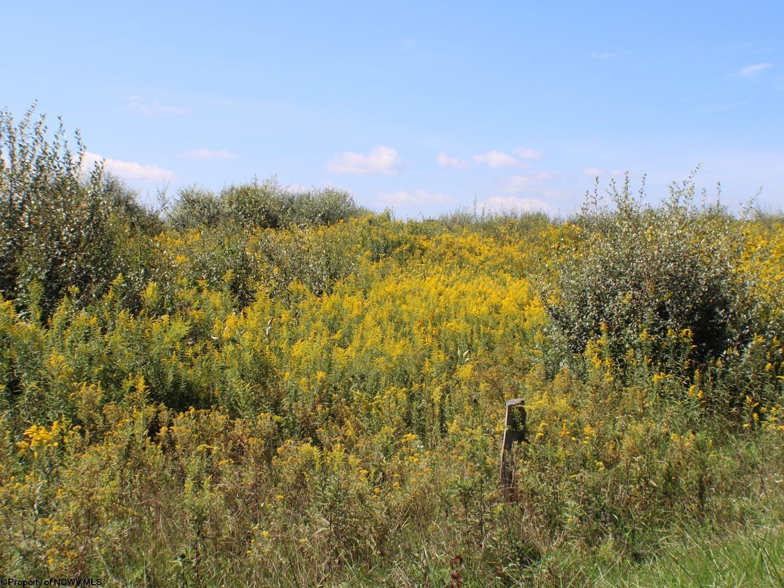46.959-acres Beech Run Road Albright, WV 26519 - Photo 20 of 29 Gallery Image 20