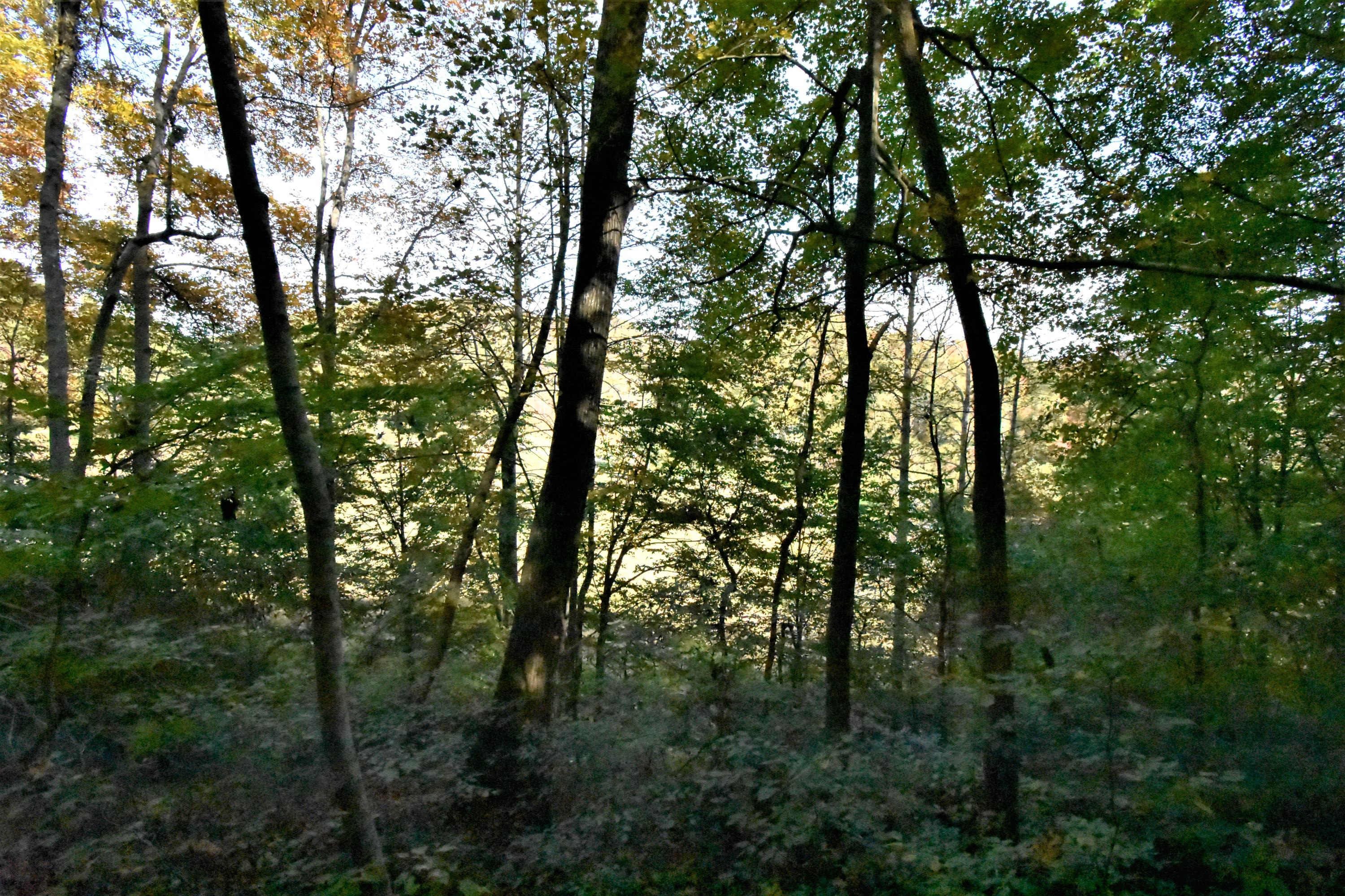 0 Sinks Road Sneedville, TN 37869 - Photo 31 of 37 DSC_1615