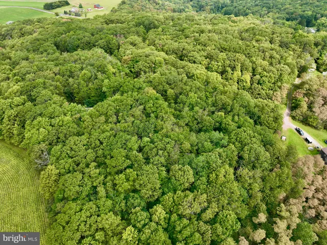 a view of a large yard with plants and large trees