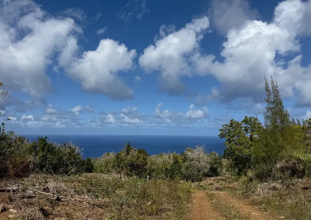 a view of a yard with wooden fence