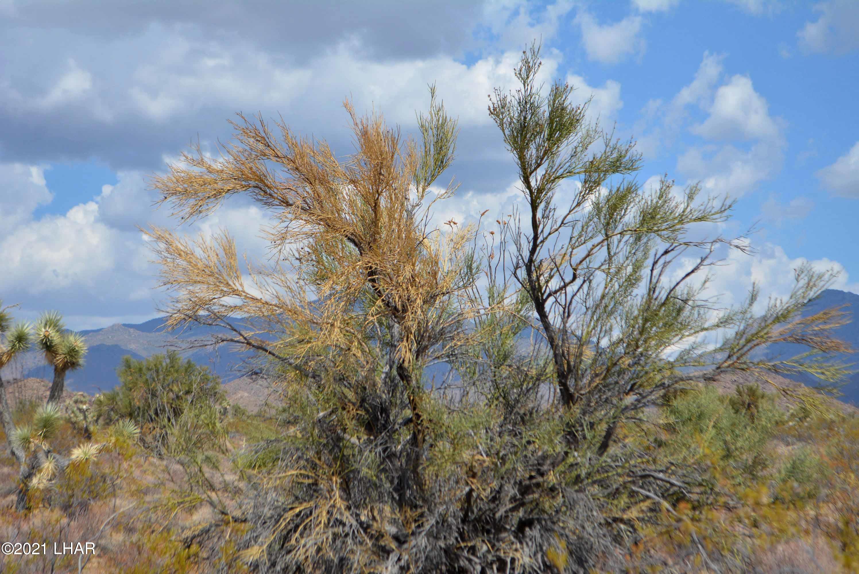Lot 2869 South John Wayne Road Yucca, AZ 86438 - Photo 4 of 28 DSC_0462
