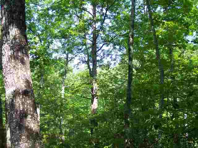 3 Forestry Road Pickens, SC 29671 - Photo 11 of 16