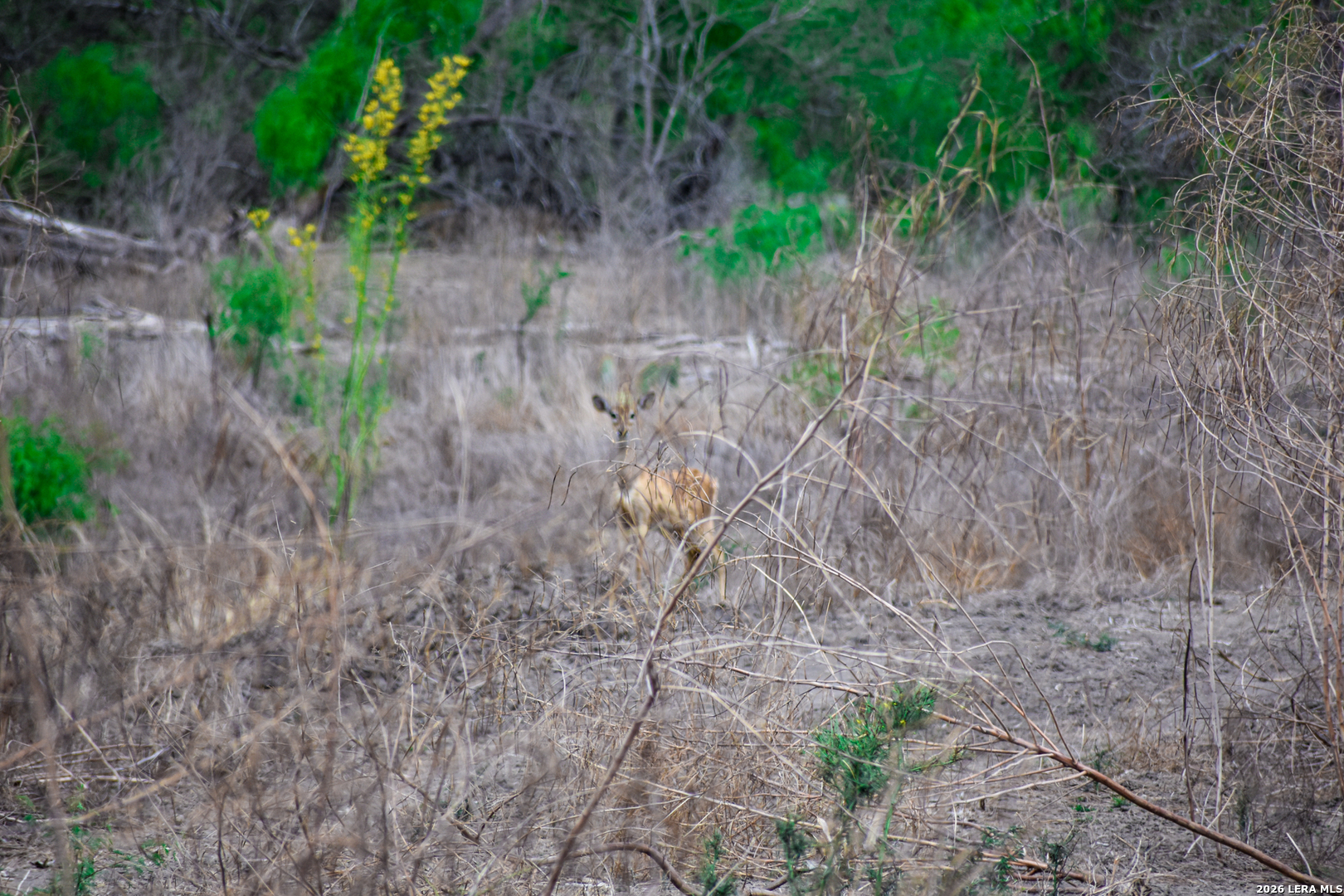 0 Koon Hill Road Fowlerton, TX 78021 - Photo 12 of 65