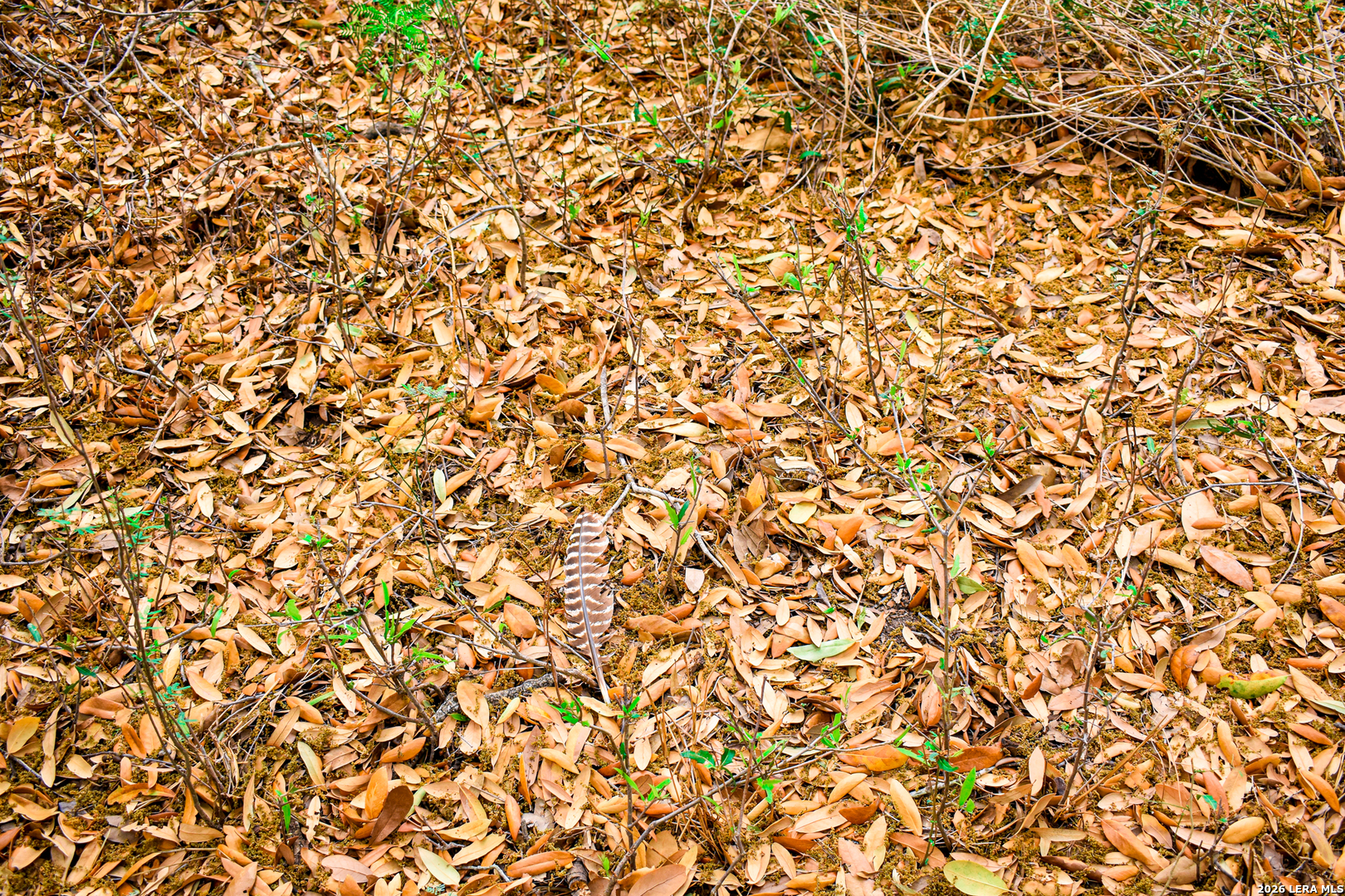 0 Koon Hill Road Fowlerton, TX 78021 - Photo 15 of 65