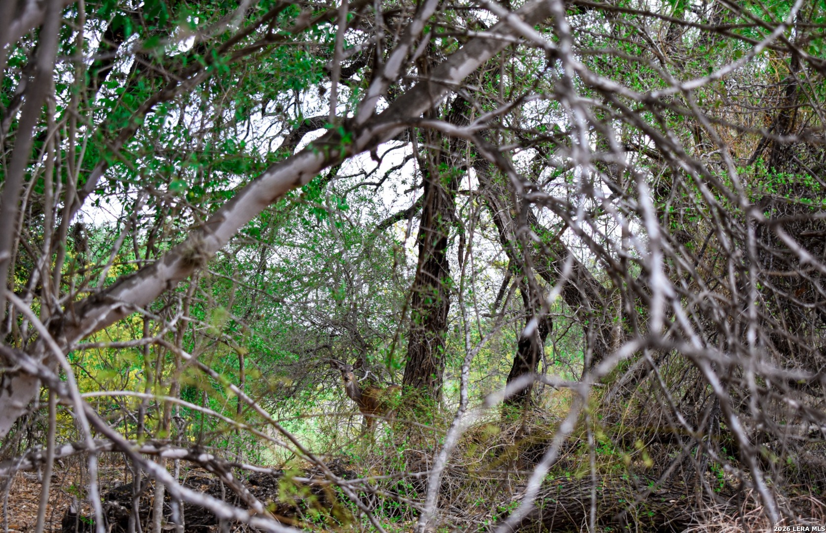 0 Koon Hill Road Fowlerton, TX 78021 - Photo 21 of 65