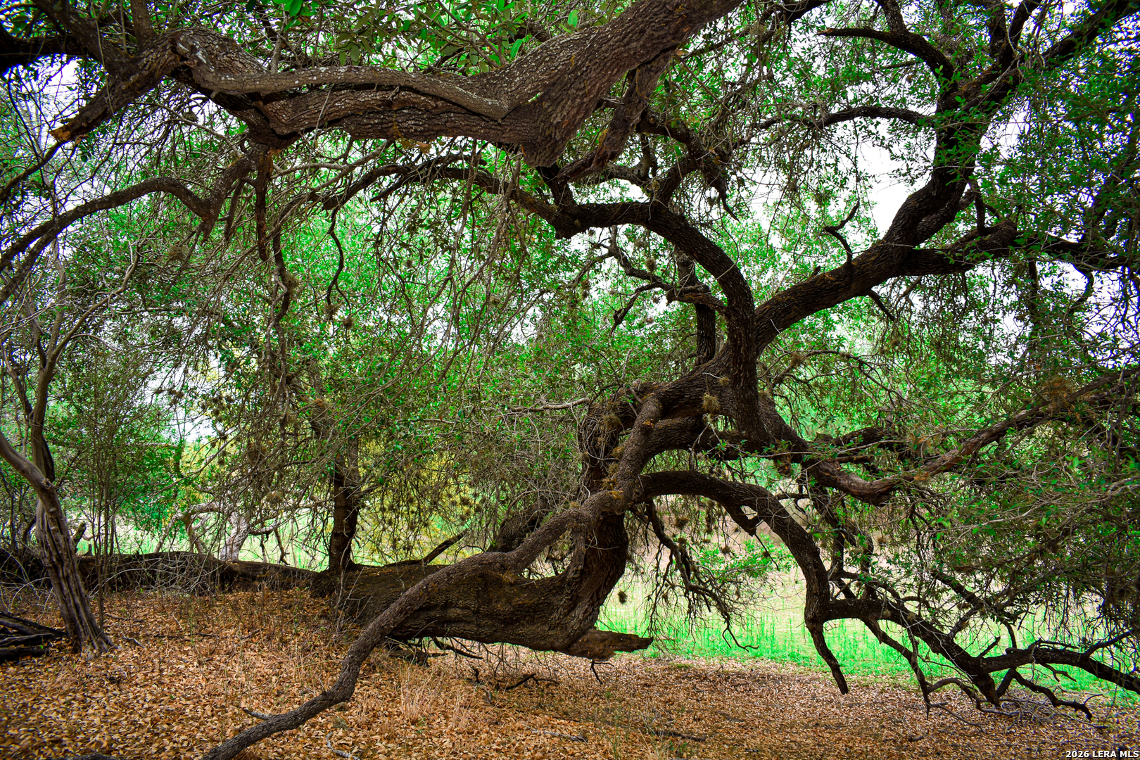 0 Koon Hill Road Fowlerton, TX 78021 - Photo 26 of 65