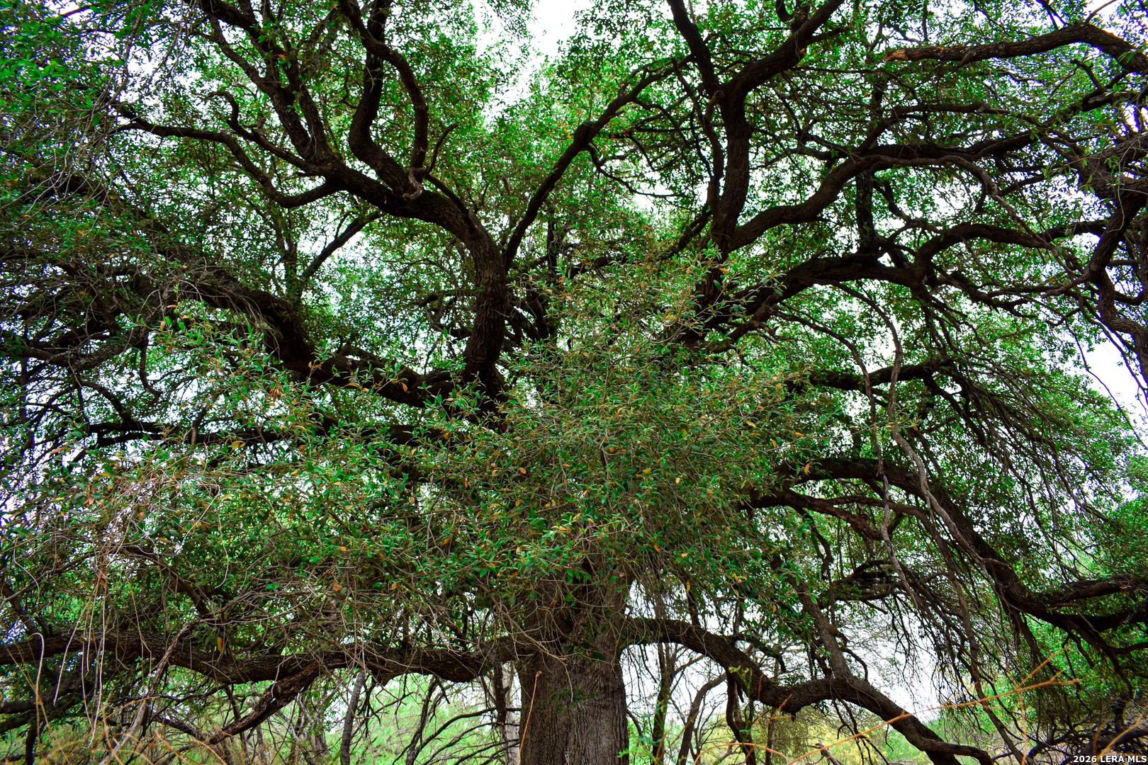 0 Koon Hill Road Fowlerton, TX 78021 - Photo 27 of 65