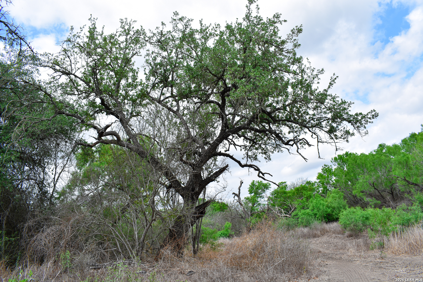 0 Koon Hill Road Fowlerton, TX 78021 - Photo 41 of 65