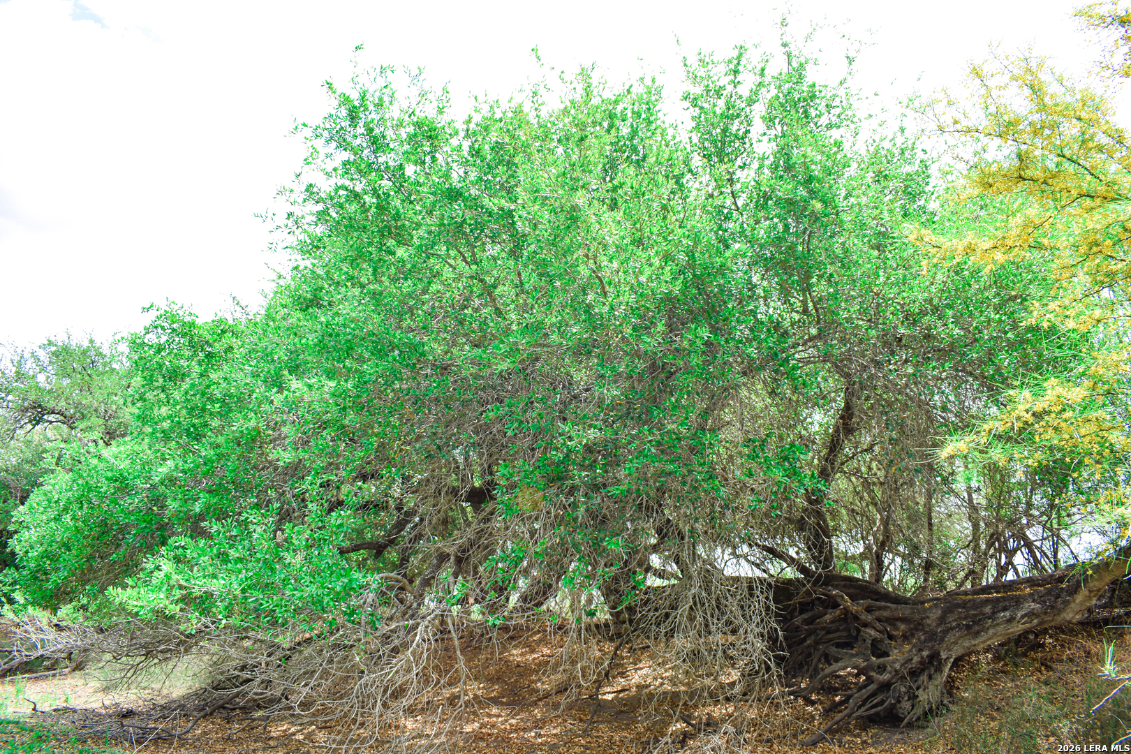 0 Koon Hill Road Fowlerton, TX 78021 - Photo 54 of 65