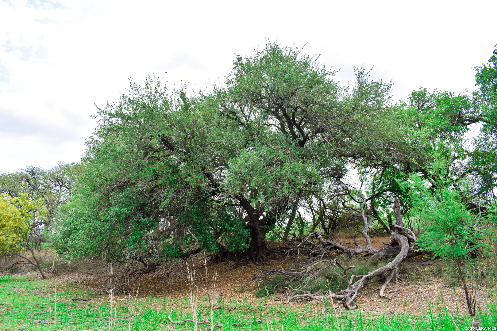 0 Koon Hill Road Fowlerton, TX 78021 - Photo 55 of 65