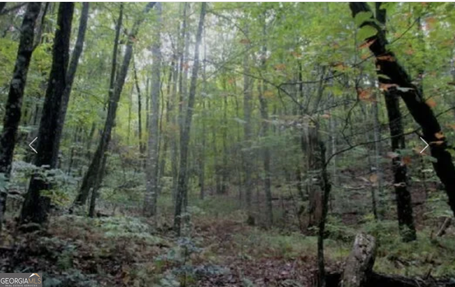 0 Ducks Nest Road Turtletown, TN 37391 - Photo 5 of 6 a view of a forest with a street