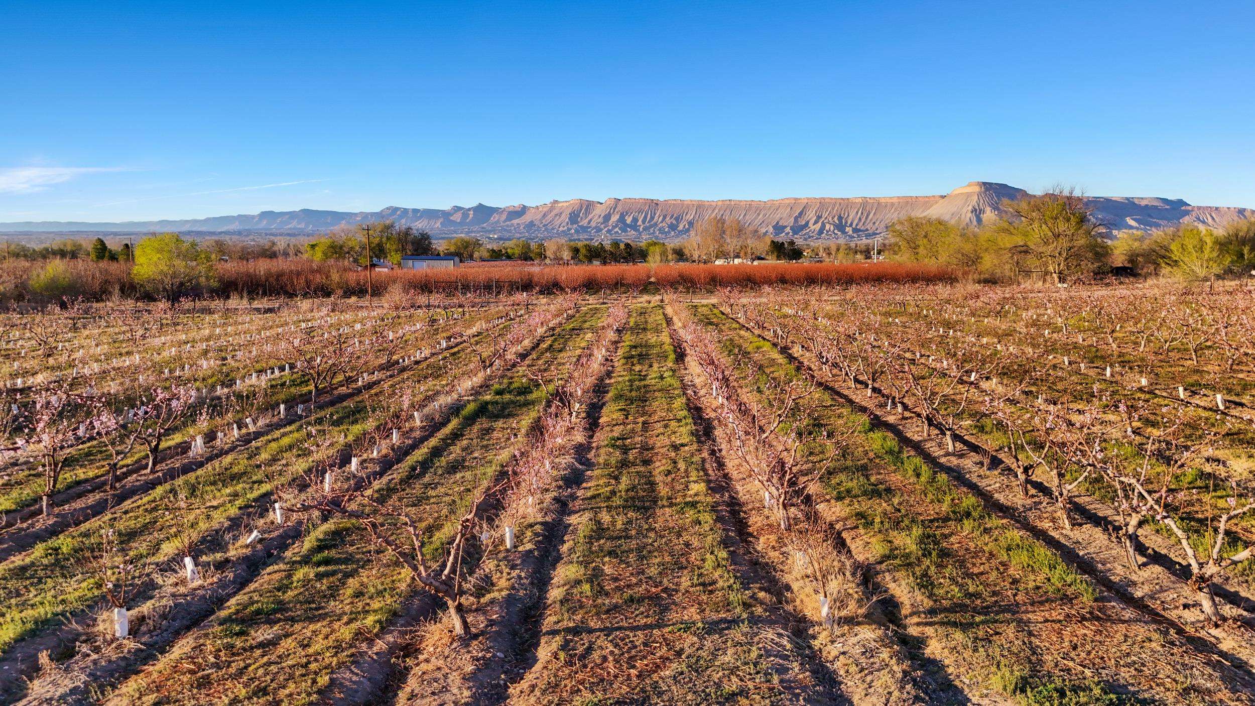 3280 B B 1/2 Road Grand Junction, CO 81503 - Photo 35 of 40
