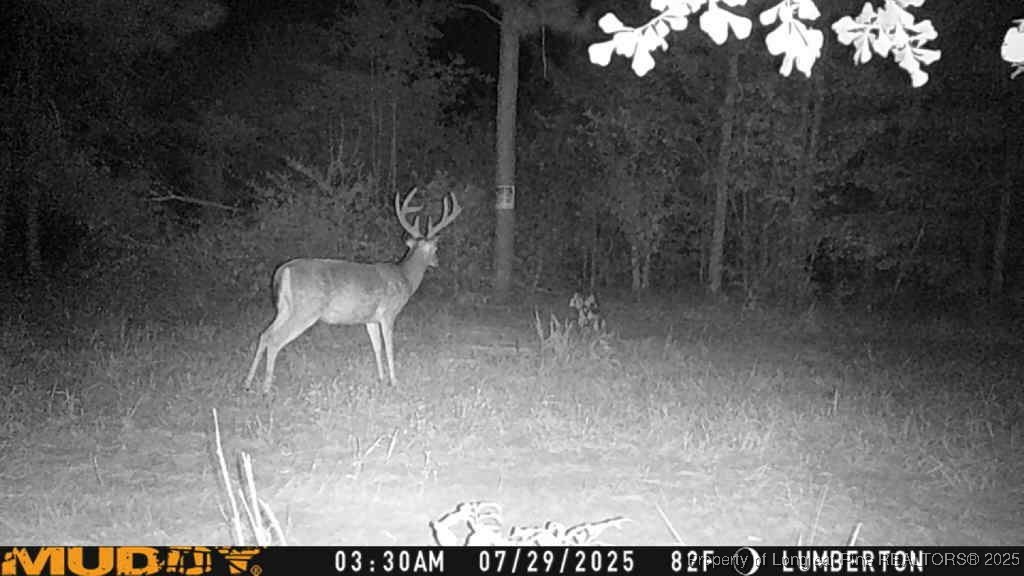 Allen Street Lumberton, NC 28358 - Photo 15 of 17 a view of a room with a tree