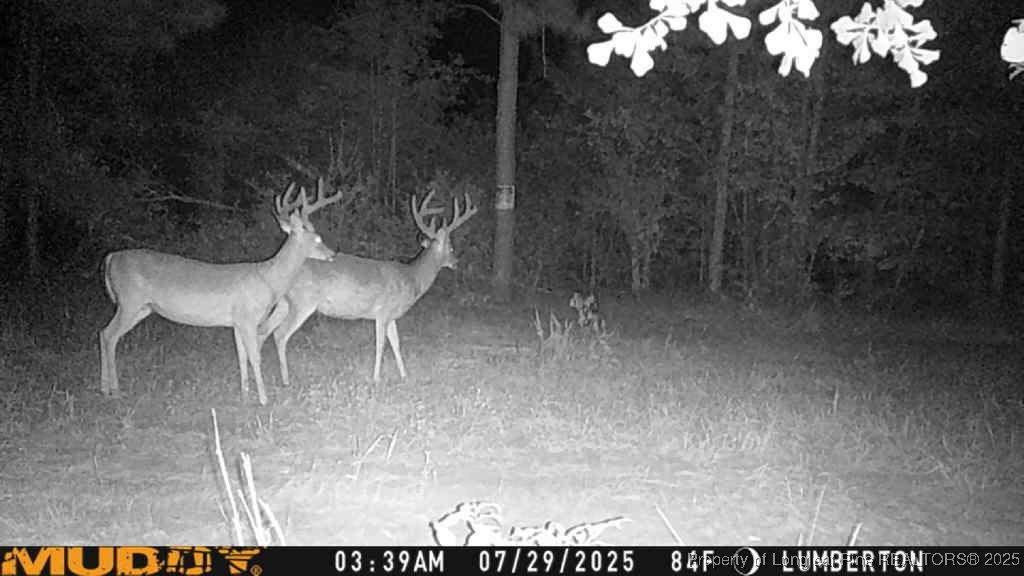 Allen Street Lumberton, NC 28358 - Photo 16 of 17 a view of a yard
