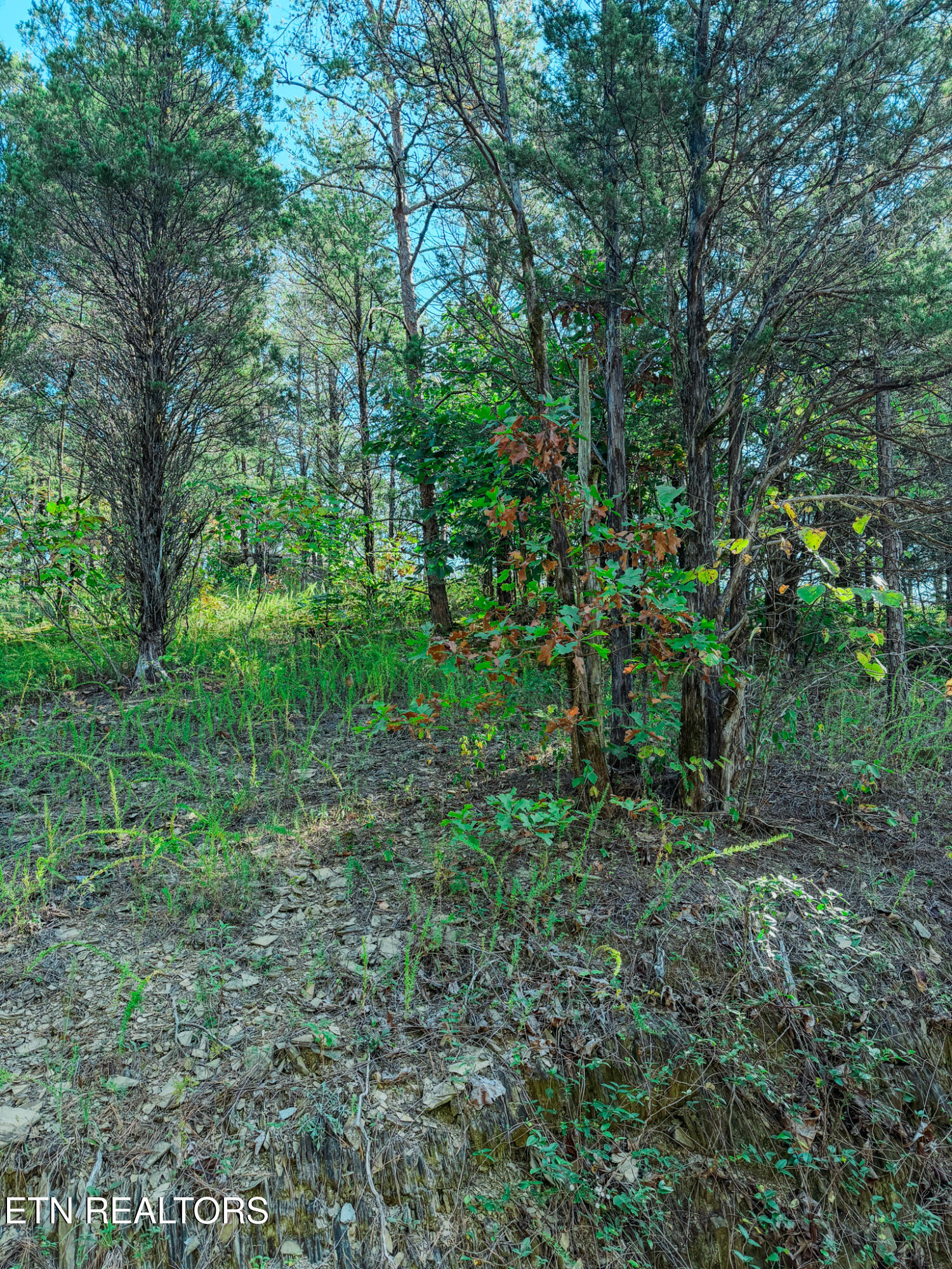 2859 Buck Horn Road Sevierville, TN 37876 - Photo 8 of 9 Buck-16