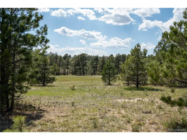 a view of a yard with large trees
